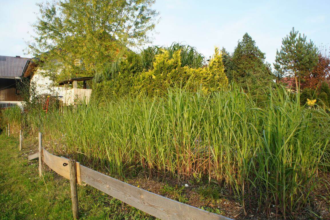 Elefantengras als Hecke