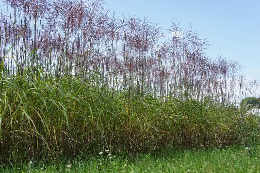 Elefantengras als Hecke einfacher als gedacht