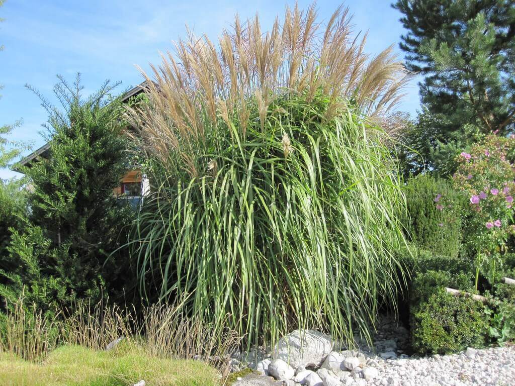 Chinaschilf Miscanthus sinensis Große Fontaine im