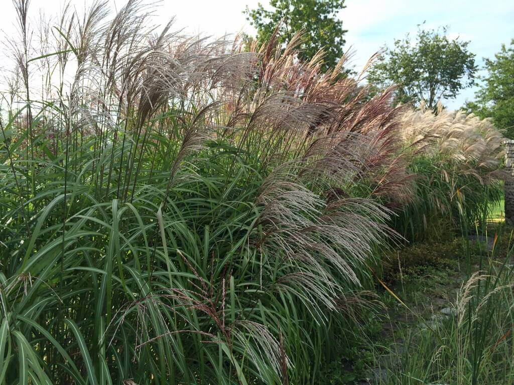 Sichtschutzhecke Miscanthus sinensis Große Fontaine